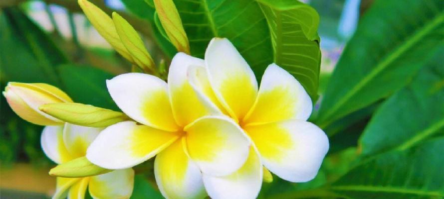 我心之花（探索牡丹的花语与魅力）
