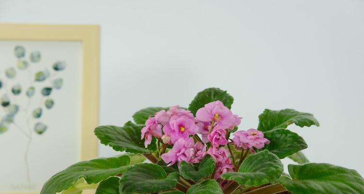 探寻堇花的花语及其特点（揭示堇花的意义与美丽）