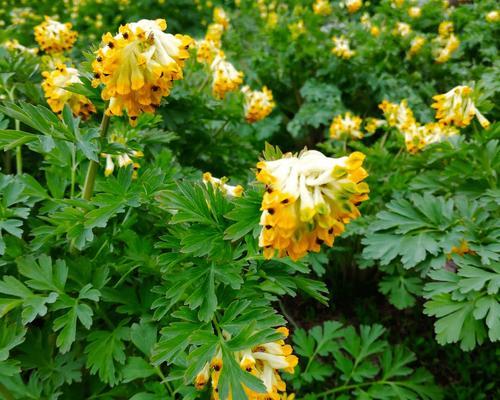 探寻堇花的花语及其特点（揭示堇花的意义与美丽）