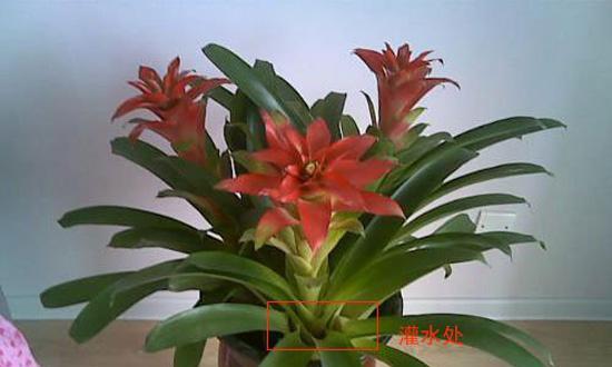 凤梨花叶子发黄原因及解决方法（如何让凤梨花回复翠绿色）