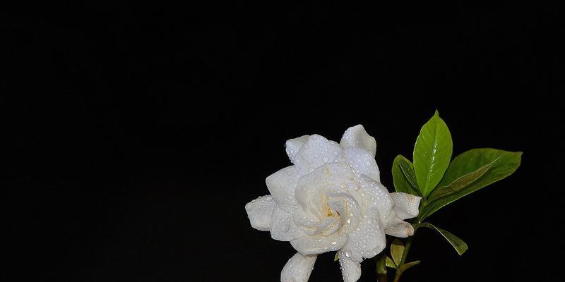 栀子花的象征意义及文化传承（探寻栀子花的美与哲理）