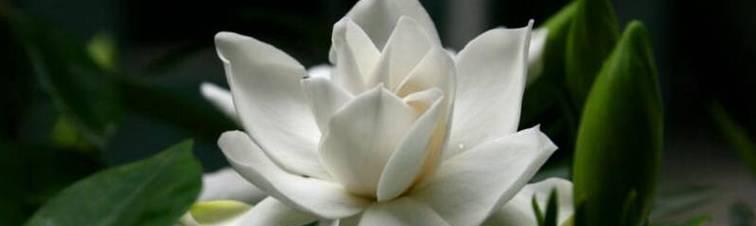 栀子花的花语（揭秘栀子花的花语及象征意义）