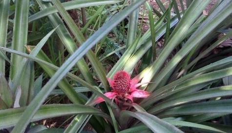 凤梨成熟季节详解（凤梨果实成熟季节及特点分析）