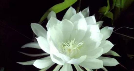 昙花的寓意与象征（昙花的意义和象征解读）