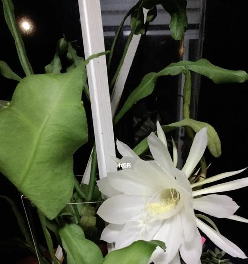 昙花开放，寓意生命之美（以昙花开花象征为主题的文章）