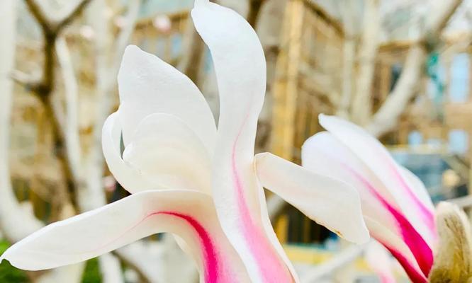 白蓝花的花语——寄托希望与纯洁（白蓝花开放于春天）