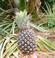凤梨成熟时间及采摘技巧（掌握凤梨成熟的关键）