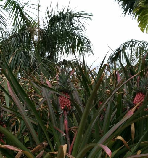 凤梨成熟时间及采摘技巧（掌握凤梨成熟的关键）