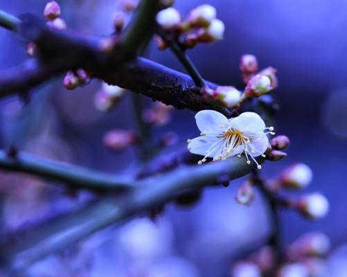 白梅花的花语（传递坚韧与纯洁的花朵）