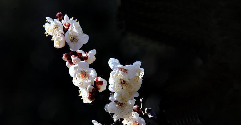 白梅花的花语（传递坚韧与纯洁的花朵）