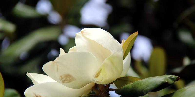 白色莲花的花语与象征意义（揭开白色莲花的神秘面纱——探寻花语和象征意义）