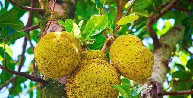探秘凤梨的故乡——台湾（凤梨种植历史）