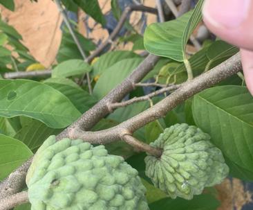 适合种植的环境与特点——热带水果之凤梨释迦（了解凤梨释迦的生态环境与种植技巧）