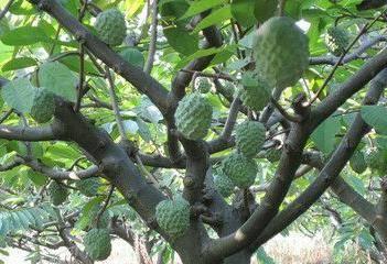 适合种植的环境与特点——热带水果之凤梨释迦（了解凤梨释迦的生态环境与种植技巧）