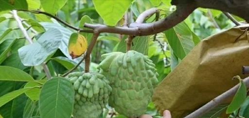 适合种植的环境与特点——热带水果之凤梨释迦（了解凤梨释迦的生态环境与种植技巧）