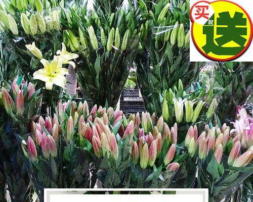 百合花与富贵竹的搭配意义（相互映衬）