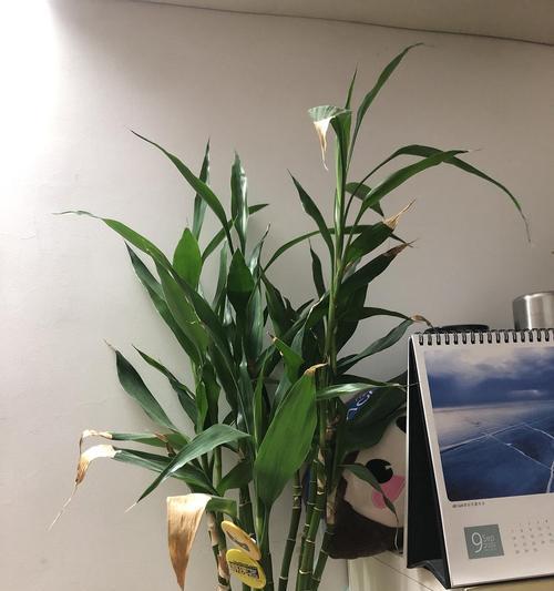 搬家送富贵竹，寓意吉祥如意（悄然间）