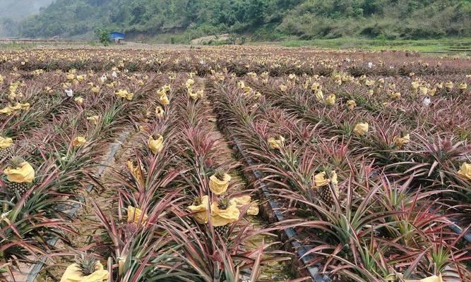 丰收之路——掌握凤梨种植技术与管理法