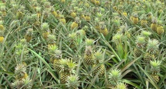 种植凤梨：如何栽培凤梨种子