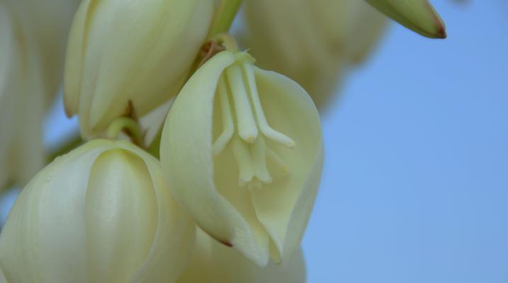 凤尾兰开花时间及特点（探究凤尾兰一年开几次花及如何管理）