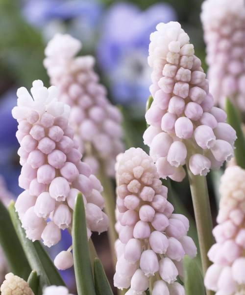 风信子的花语与传说（探寻风信子花语的含义）