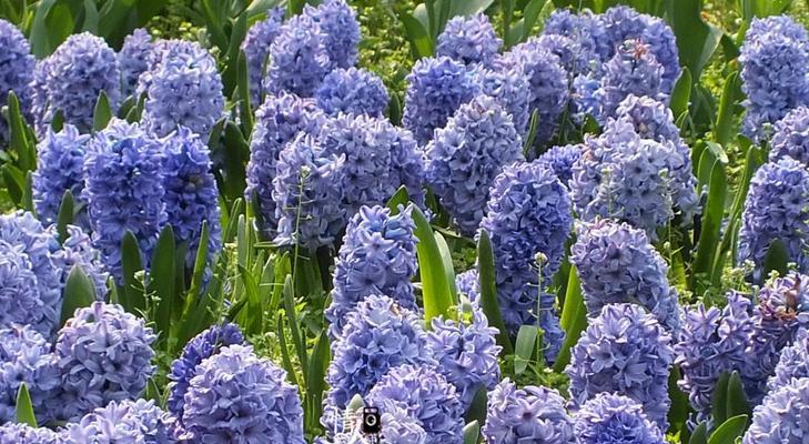 风信子的花语与传说（探寻风信子花语的含义）