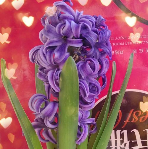 风信子花语与寓意（揭秘不同颜色风信子的花语与含义）
