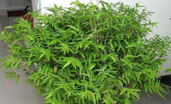 如何成功养殖凤尾竹（注意事项和技巧让您的凤尾竹茁壮成长）