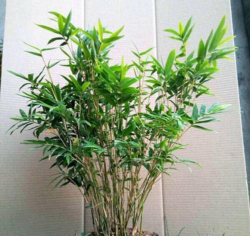 冬季养护必知的凤尾竹护理技巧（打造健康美丽的凤尾竹）
