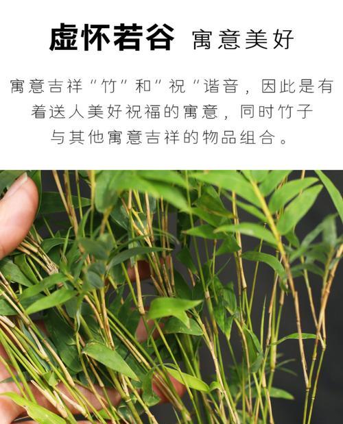 凤尾竹的盆栽方法（如何正确地给凤尾竹换盆）
