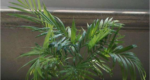 凤尾竹的浇水周期剖析（掌握准确的浇水频率）