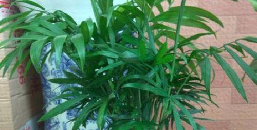 凤尾竹的浇水周期剖析（掌握准确的浇水频率）