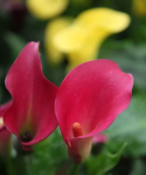 马蹄莲花语与寓意（美丽的马蹄莲花）