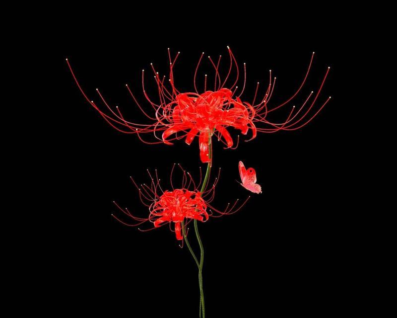 黑色花卉的神秘魅力（探索黑色花卉的意义与美感）