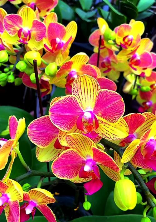 蝴蝶兰的花语——传递爱与美的使者（蝴蝶兰）