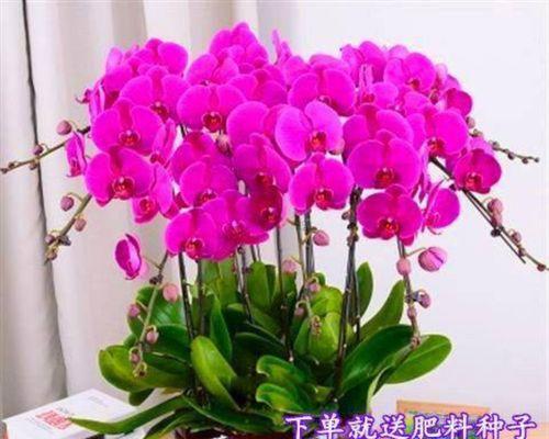 蝴蝶兰中几苗几梗的意义（探究蝴蝶兰生长发育的关键因素）