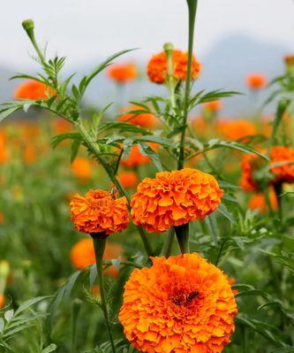 花草忽地笑的花语与传说（揭秘花草忽地笑的深意与神奇力量）