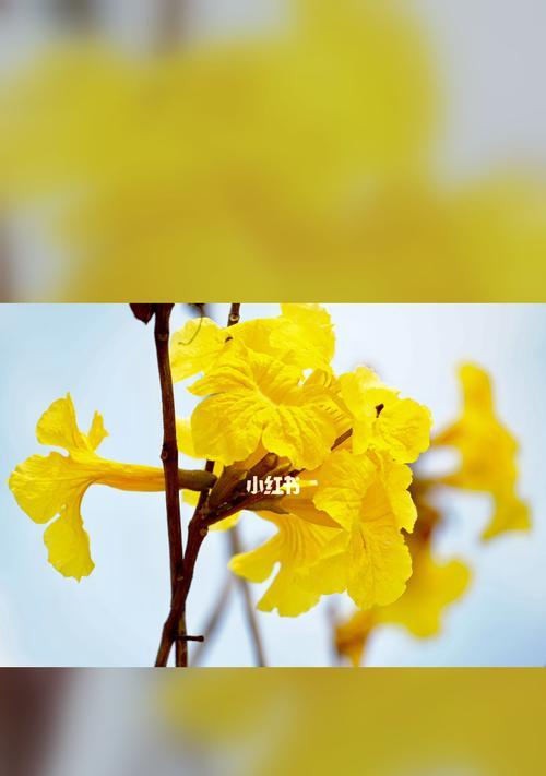 花语之美（探索花朵的语言）