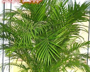探究凤尾竹的耐寒温度（寒冬不败的凤尾竹）