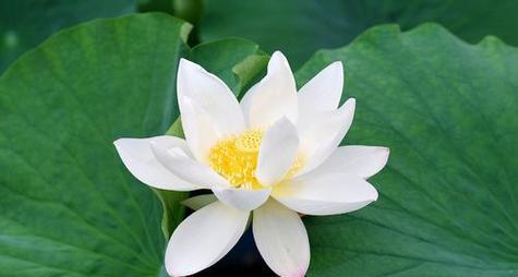 以鞠谢心领的意义与实践（感恩的力量与人际关系的建立）