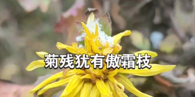 傲霜枝的坚韧与傲慢（以菊残犹有傲霜枝）
