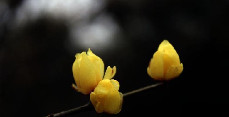 腊梅花语的寓意与象征（揭示腊梅花背后的深刻内涵）