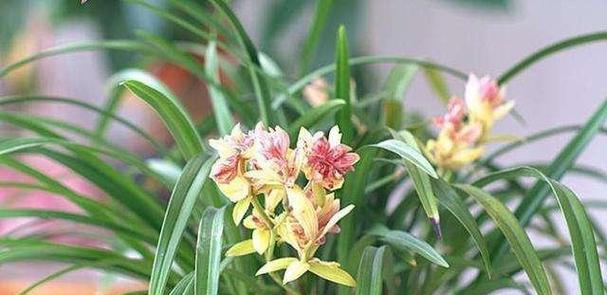 丰富多彩的兰花世界（探秘兰花的多彩花色与象征意义）