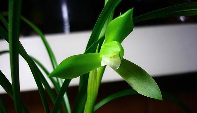 丰富多彩的兰花世界（探秘兰花的多彩花色与象征意义）