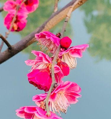 以兰花和竹子与冬梅的寓意（傲然独立的花韵与坚韧不拔的精神）