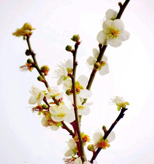 以兰花和竹子与冬梅的寓意（傲然独立的花韵与坚韧不拔的精神）