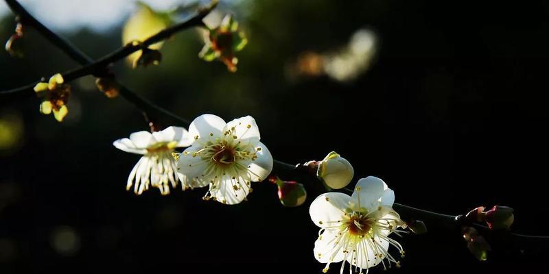 以兰花和竹子与冬梅的寓意（傲然独立的花韵与坚韧不拔的精神）