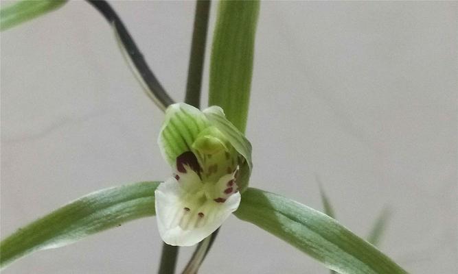 揭秘兰花叶尖起兜的奥秘（兰花叶尖起兜的神奇现象及其生理机制解析）