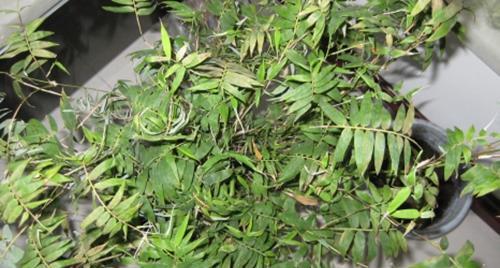 怎样处理干枯的凤尾竹叶尖（拯救植物生命的有效方法）