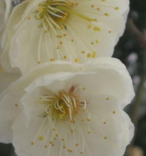 以梅花代表吉祥（梅花的吉祥寓意）